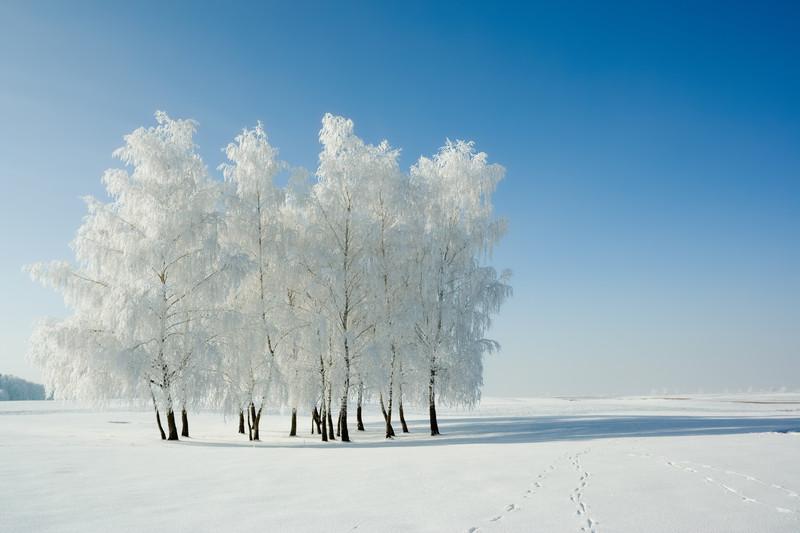 Winter Trees
